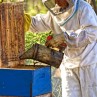 Beekeeping is an art and essential for local farms