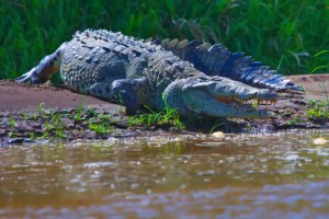 Nicaragua is host to large reptiles including caimans and crocodiles
