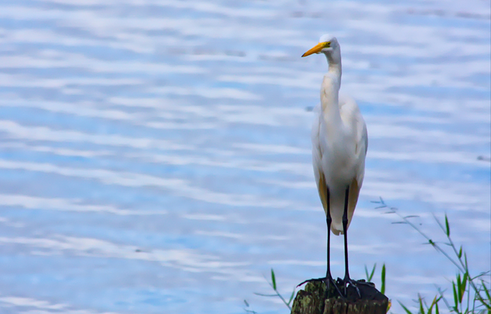 Cattle egrets and white herons are a common sight in Nicaragua's beach locations