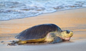 Sea turtles are known to commonly reproduce on the beaches of Nicargua