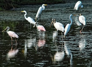 There are several species of birds in Nicaragua