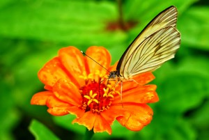 Nicaragua has hundreds of species of insects to enjoy