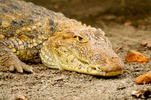 Several reptile species are found in Nicaragua including crocodiles and caimans
