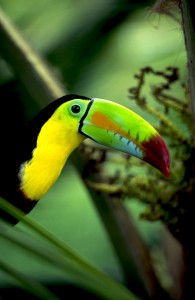 Nicaragua is home to several colorful birds including the Keel-billed Toucan