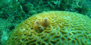arrecife-coralino