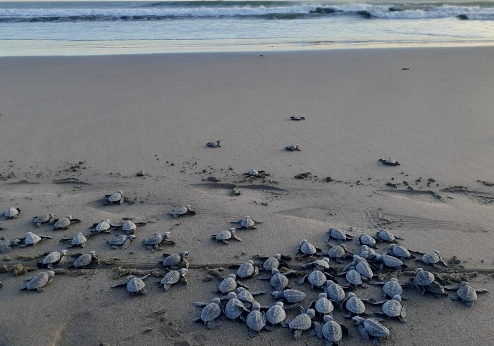 Where to see turtles in Nicaragua 1