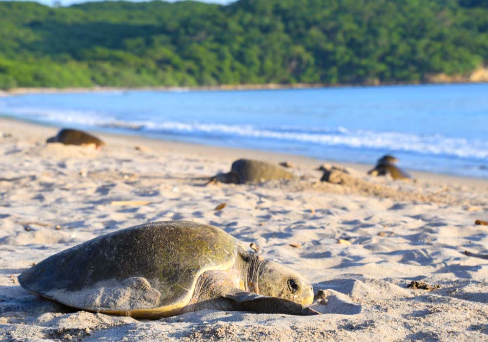 Where to see turtles in Nicaragua 2