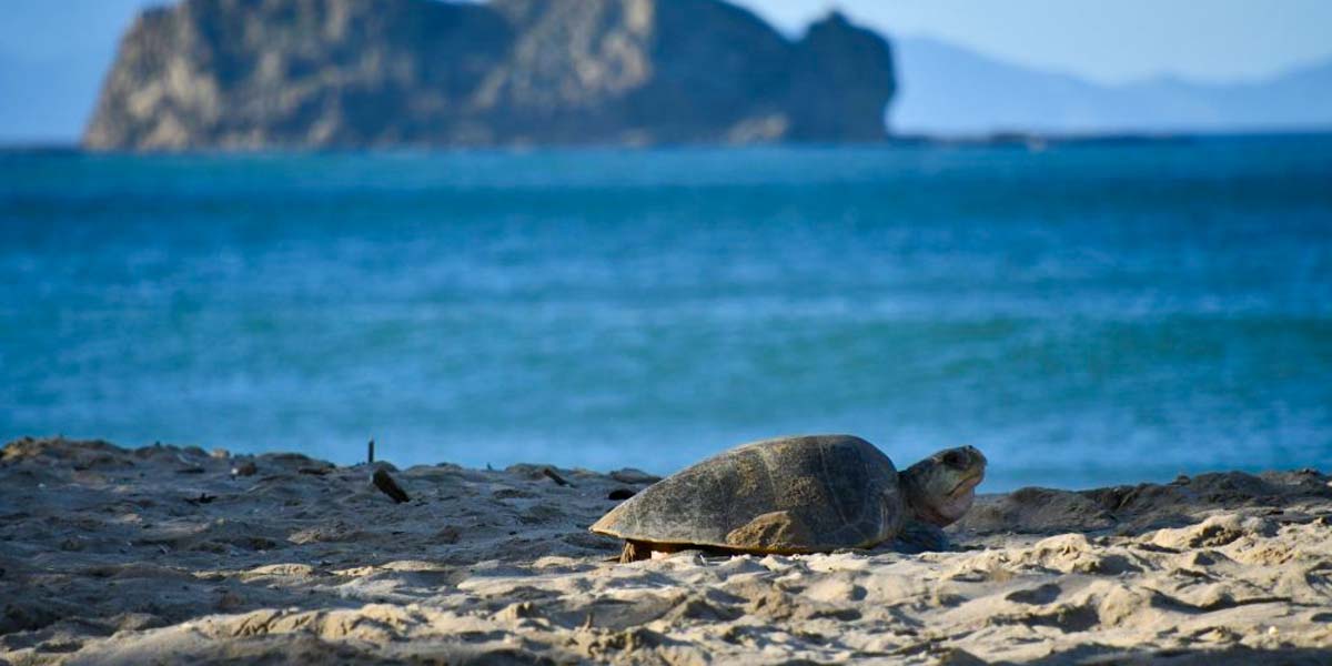 Where to see turtles in Nicaragua